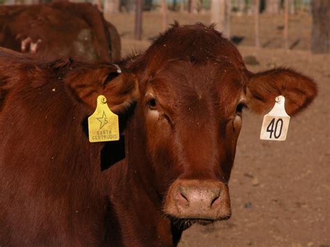 Cattle Ear Tags - Identification for Your Cows