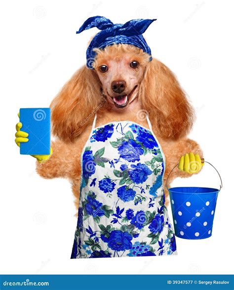 Housewife dog stock image. Image of colorful, clean, humor - 39347577