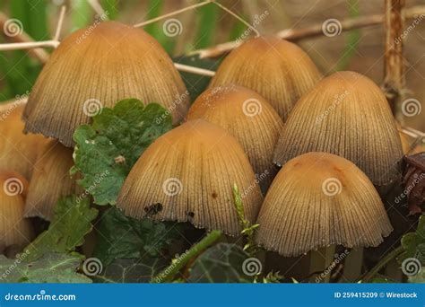 Mica Cap(Coprinellus Micaceus) Fungus in the Forest Stock Image - Image of plant, tree: 259415209