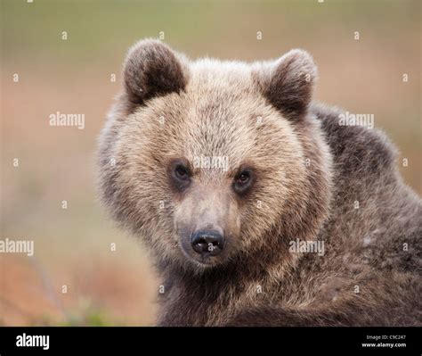 Brown bear cub finland hi-res stock photography and images - Alamy