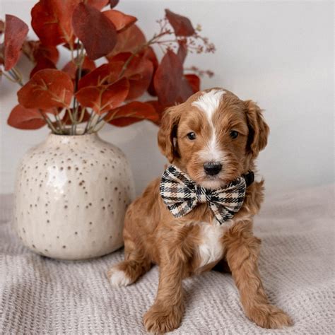 2025, 02 - Spritz Bella and Sox | Daisy Mountain Doodles