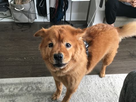 Chow Chow Mix Using Counterconditioning To Stop A Chow Mix From