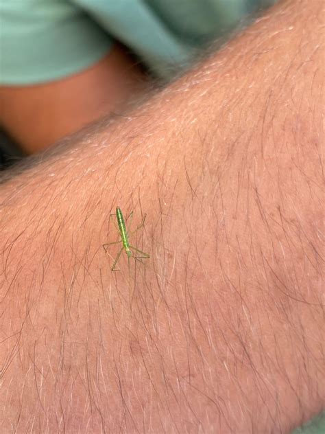 Very small green bug landed on my arm. Orange County NY USA : r ...