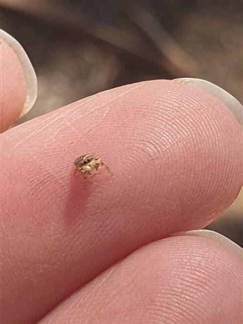 The Smallest Spider In The World
