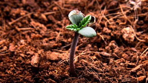 Germinating cannabis seeds in Australia