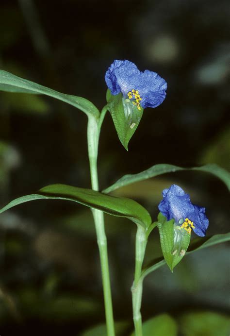 Commelina Communis