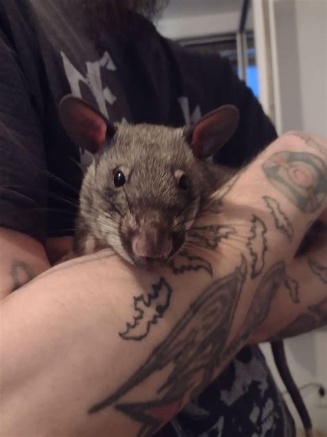 Female vs male rats : r/RATS