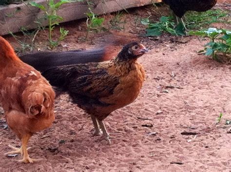 8ish week old pullets...what kind? | BackYard Chickens - Learn How to ...