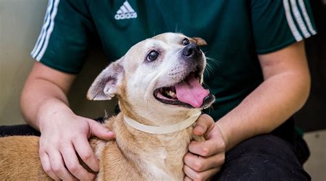 Muncie animal shelter and ARF: Old pets need love, too