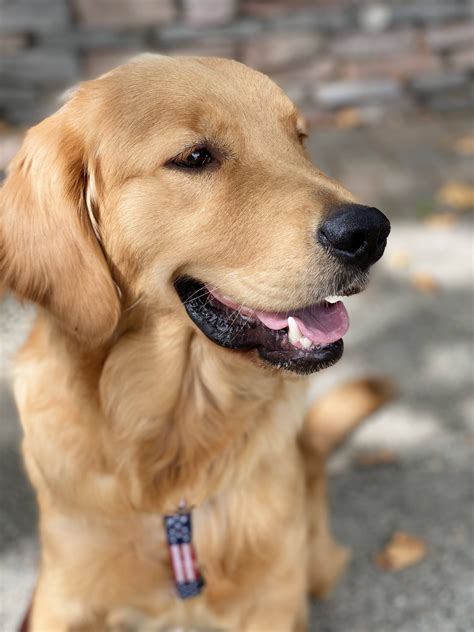Female Golden Retriever