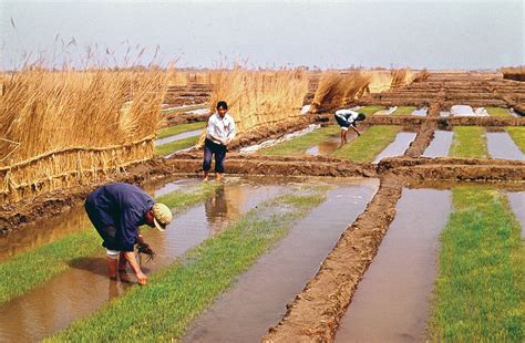 Ancient China Agriculture » Ancient Chamorro Agricultural Practices