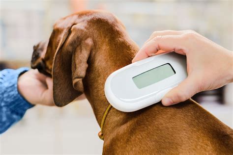 Pet owners are encouraged to transfer microchip registrations from ...