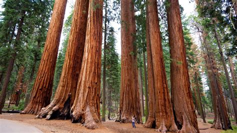 Visit Sequoia National Park: Best of Sequoia National Park Tourism | Expedia Travel Guide