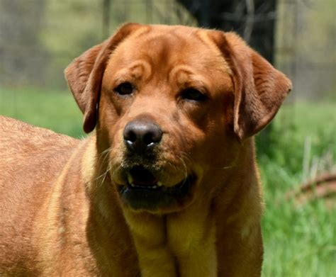 Fox Red Labrador Puppies | Blackfork Labradors | English Fox Red Lab Puppy
