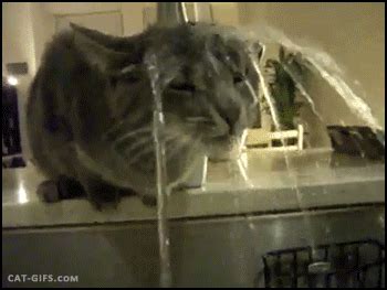 cats dogs gif | WiffleGif
