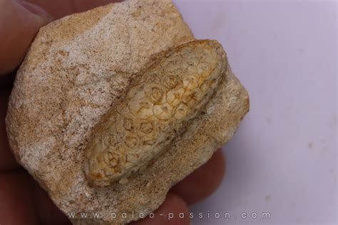 Equicalastrobus upper Eocene Western Sahara, rio del oro Region of ...