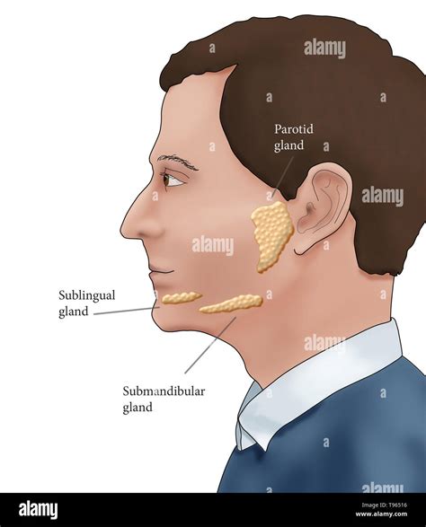 Illustration showing the location of the salivary glands in a male ...
