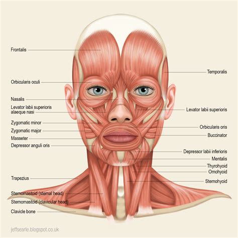 Muscles Of Neck Anatomy Muscles Of Neck: Anterior View