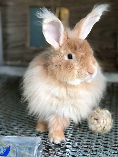 French Angora Rabbit (Size, Color, Temperament, Behavior)