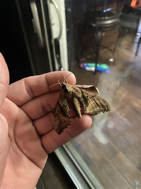 Had a Blinded Sphinx moth visits our home last night. : r/pics