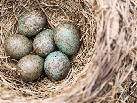 Mynah Bird Egg