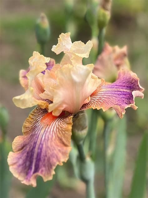 Carnival of Color Iris | Bloom Floral