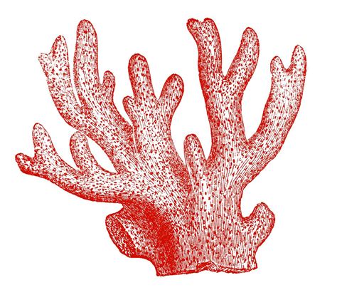 Coral Reefs Clip Art Png – Free Clipart #3115335 | Clipart Library