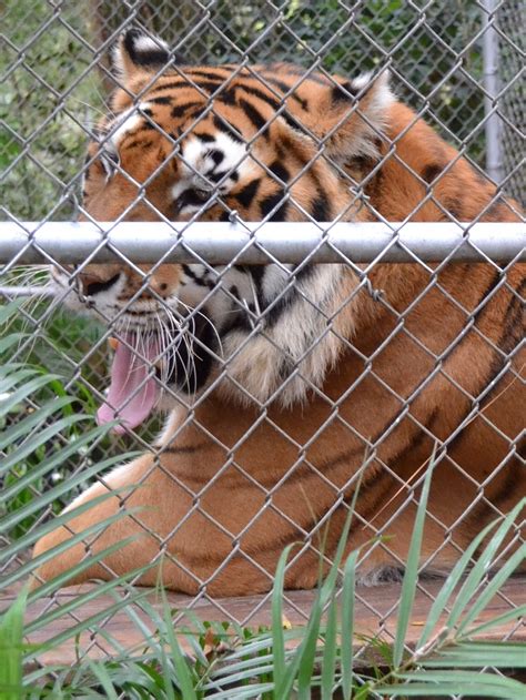 South Bay Craigslist Pets Craigslist Pets Miami Florida - comsult