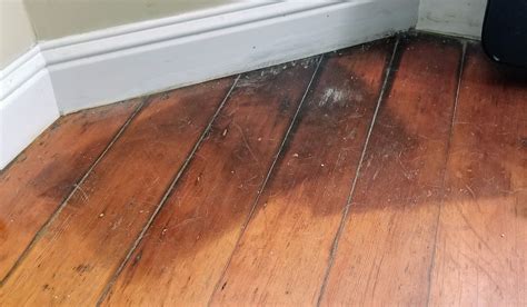 How To Get Dog Pee Stain Off Hardwood Floor at Jack Radcliffe blog