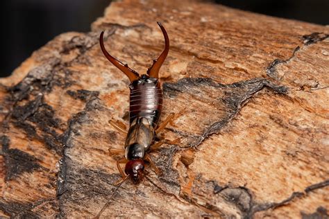 18 Facts You Need to Know About the Pincher Bug | Family Handyman