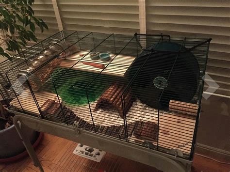 Syrian Hamster Cage Setup