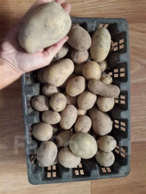 Продам семенной картофель сорта Адретта. По 3 кг - Сад и огород во ...