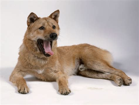 Is Jindo A Good Family Dog