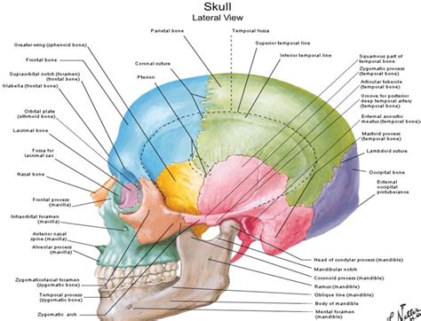 Lateral view of Skull - Netter | Craneo anatomia, Craneo humano ...