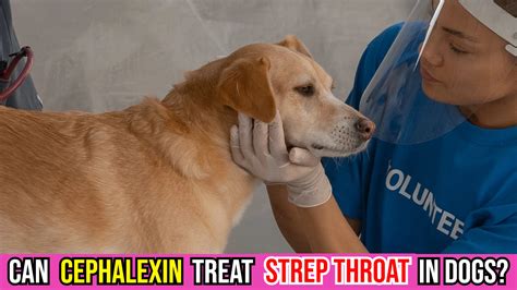 Cephalexin For Strep Throat