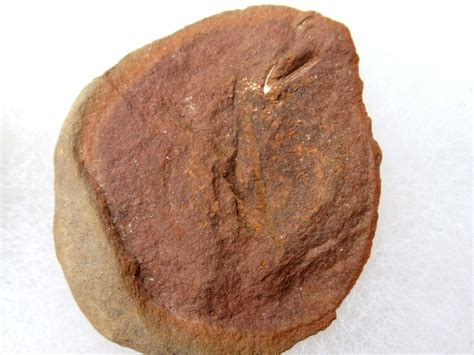 Mazon Creek Cyclus americanus Nodule #17 | Fossils for Sale