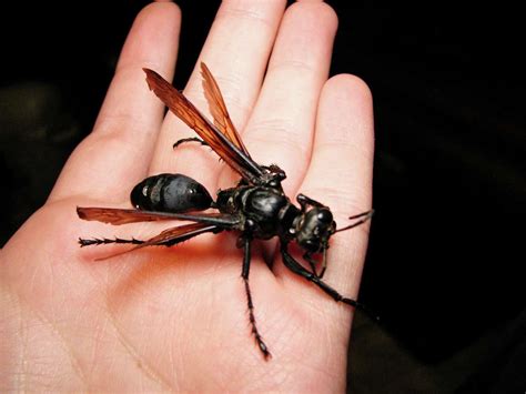 Tarantula Hawk Wasp