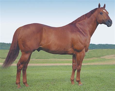 Streakin La Jolla - AQHA | Horses, Aqha horses, American quarter horse