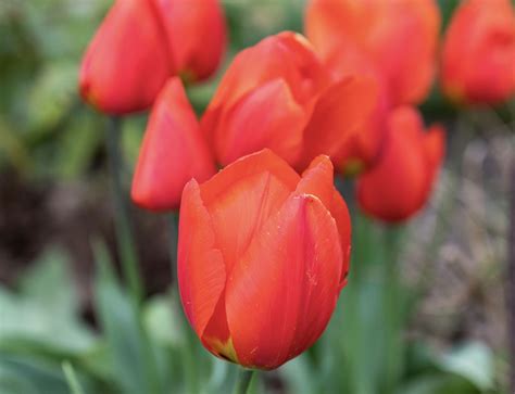 Are Tulips Perennials or Annuals? We Have Answers