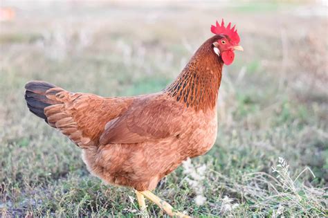 Best Backyard Chickens for Beginners (top chicken breeds) - Boots ...