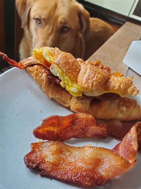 Can Dogs Eat Butter Croissant
