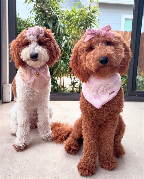 𝓑𝓻𝓲𝓮 & 𝓑𝓮𝓵𝓵𝓮 | 𝗹𝗶𝘁𝘁𝗲𝗿𝘀𝗶𝘀𝘁𝗲𝗿𝘀 (@keepingupbrieandbelle) • Instagram photos and videos