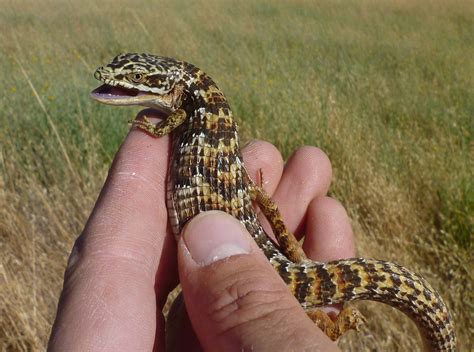 Southern Alligator Lizard Bite