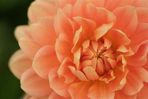 CAROLINA WAGEMANS – Geerlings Dahlia