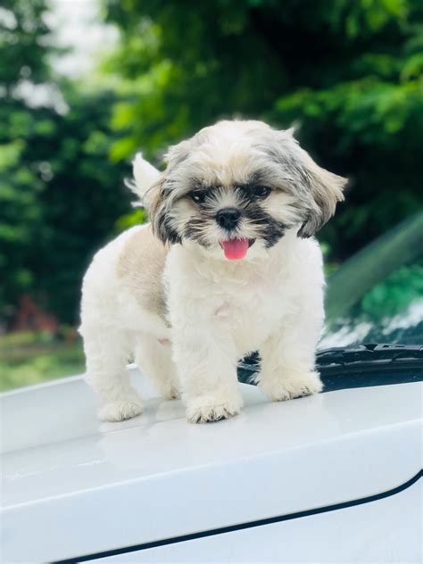 Small+Puffy+Breasts Photos, Download The BEST Free Small+Puffy+Breasts ...