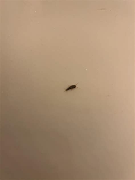I found a single silverfish in my tub and have never found one in my ...