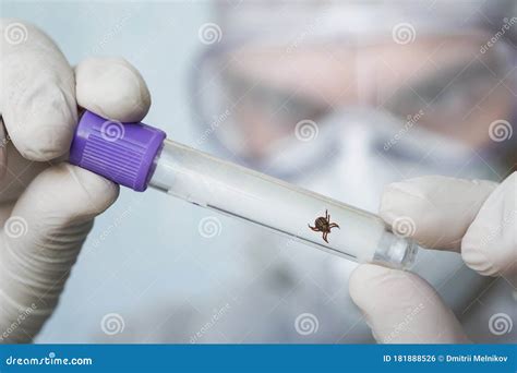 Dangerous Blood-sucking Insect. Small Brown Spotted Mite, Biological ...