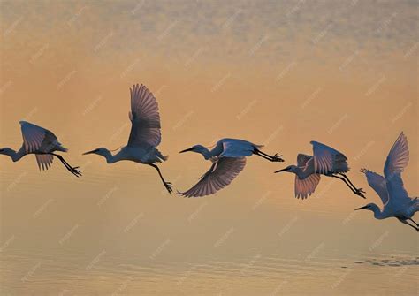 Premium Photo | Flying moments of birds in sea shore for wallpaper