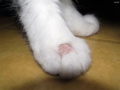 How to Treat Ringworm in Cats - how small is ringworm
