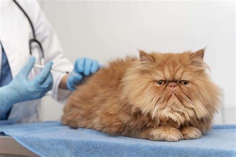 FLUTD in cats: symptoms, treatment and prevention